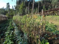 /album/hortaecoloxica/dscf0041-jpg/