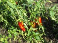 /album/fotogaleria/dscf0066-jpg/