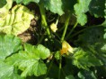/album/fotogaleria/dscf0261-jpg/